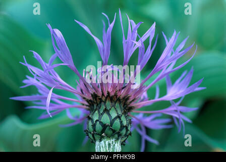 Centaurea montana (fiordaliso di montagna), viola e blu fiore testa, close-up Foto Stock
