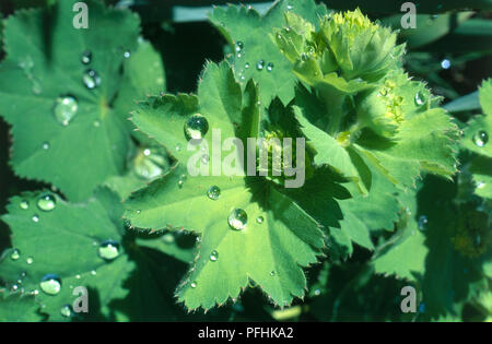 Raindrop coperto di foglie verdi di Alchemilla mollis (Lady del mantello), close-up Foto Stock