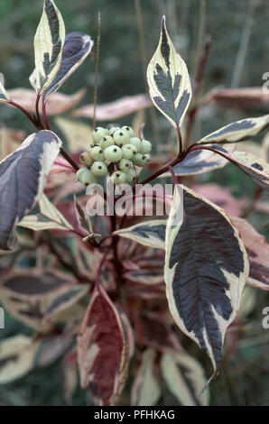 Cornus alba " Variegata' (Siberian sanguinello), mostrando mazzetto di autunno bacche e foglie variegato, close-up Foto Stock