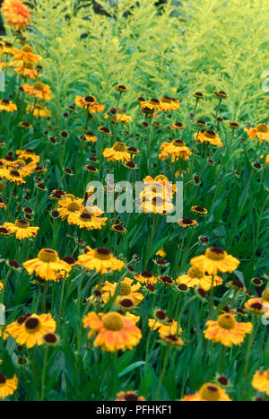 Helenium o 'Wyndley', Solidago o 'Goldenmosa', Helen's Flower e la verga di Aronne che cresce in campo. Foto Stock