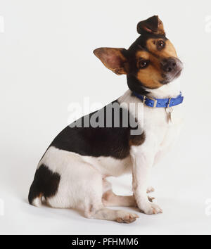 Jack Russell Terrier (canis familiaris) seduto con la sua testa inclinata all'indietro, vista laterale, guardando la fotocamera. Foto Stock