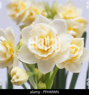 Narcissus tazetta, in prossimità di una testa di fiori di colore giallo pallido, petali di colore giallo intenso, centro di molti altri fiori sfocati in background. Foto Stock