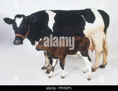In bianco e nero il frisone mucca con un marrone e bianco vitello incroci Foto Stock