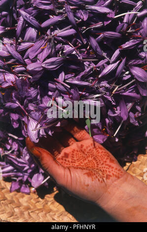 Il Nord Africa, Marocco, Taliouine, mano coperto di henna pattern, manipolazione essiccati Fiori di zafferano, vicino, vista dall'alto. Foto Stock