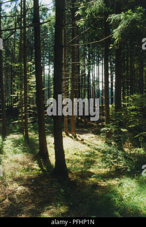 Germania, Alpi Bavaresi, alberi di luce del sole che splende attraverso gli alberi in una fitta foresta. Foto Stock