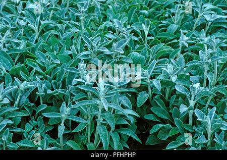 Stachys byzantina (agnello's-ear), silvery-verde fogliame Foto Stock