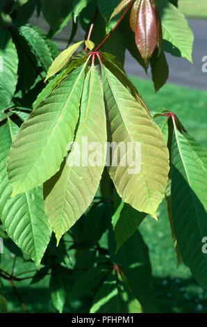 Aesculus indica (Indian ippocastano), verde e foglie rosse, close-up Foto Stock