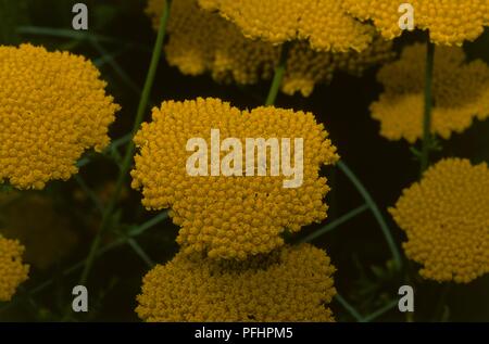 Achillea "Incoronazione Gold' (Yarrow), giallo le teste dei fiori in corymbs, close-up Foto Stock