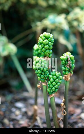 Arum italicum 'Pictum' (signori e signore), giovani germogli verdi Foto Stock