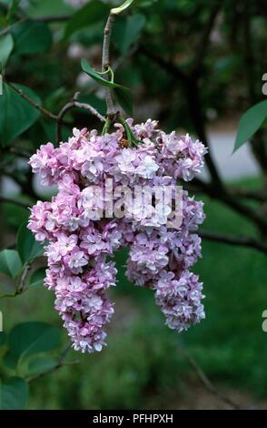 Syringa vulgaris "Paul Thirion' (viola lilla), mazzi di fiori sul ramo Foto Stock