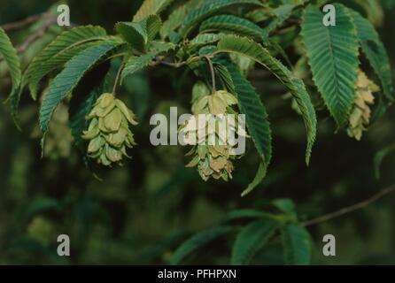 Carpinus japonica (carpino giapponese), foglie con amenti pendenti, close-up Foto Stock