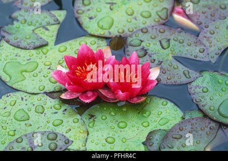 Nymphaea 'Ellisiana' (acqua giglio), luminoso di colore rosa-rosso fiori e foglie verdi galleggiante sull'acqua, gocce di pioggia, close-up Foto Stock