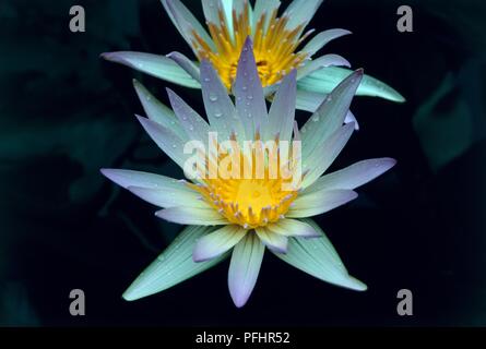 Nymphaea x daubenyana (acqua giglio), giallo e bianco le teste dei fiori con gocce di acqua sui petali Foto Stock