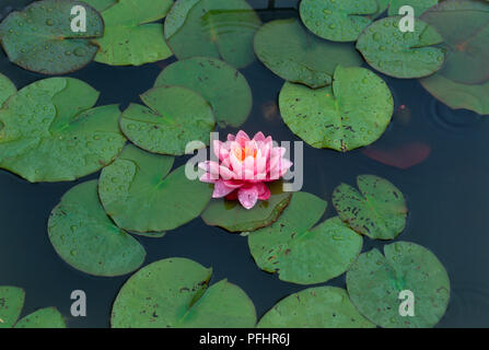 Nymphaea 'Perry's rosa' (acqua giglio), fiore rosa e verde delle foglie galleggianti su acqua, ad alto angolo di visione Foto Stock