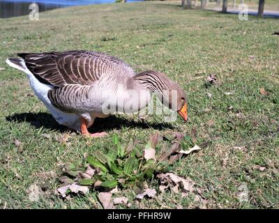 Graylag oca in parco urbano. Oca in Australia con bolletta Orange e arancione o rosa gambe. Nome scientifico Anser anser. Foto Stock