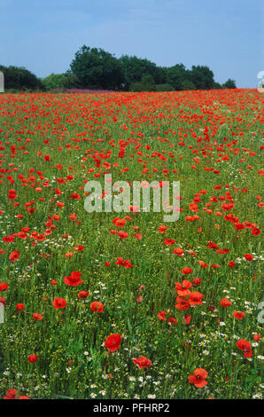 Papaver rhoeas, campo di papaveri rossi. Foto Stock