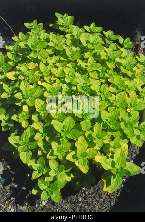 Origanum vulgare " Thumble varietà dell', sviluppato foglie verdi tingono di giallo, close-up Foto Stock