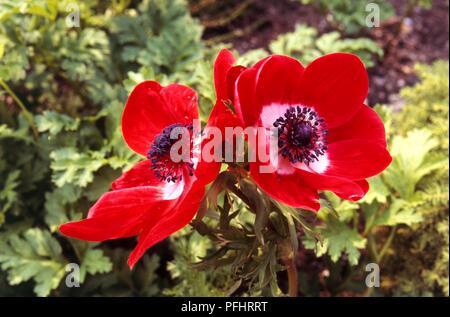 Anemone coronaria 'De Caen Group " (anemone papavero), rosso le teste dei fiori con viola stami, close-up Foto Stock