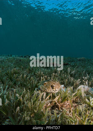 Egitto, Mar Rosso, un Leopard Puffer fish (Tetraodontidae) nuotare vicino al mare di erba Foto Stock
