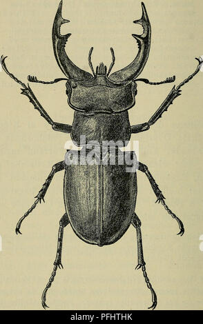 . Danmarks fauna; illustrerede haandbøger su den danske dyreverden... 12 er tandformet fremspringende og bagtil i Midten af er- brudt; Kindbakkerne brune, meget store, c asa lange som. Fig. 4. Eghjorten (lucanus cervus). (^. X iVs. Vingedaekkerne, krumme, Spidsen tvedelt. Indersiden lidt specifiche diun Midten med en kraftig Tand og hver paa lato af denne med nogle smaa, stumpe Taender, Roden paa sotto- siden med en mindre Tand; Pronotum smallere fine Vinge-. Si prega di notare che queste immagini vengono estratte dalla pagina sottoposta a scansione di immagini che possono essere state migliorate digitalmente per la leggibilità - colorazione e vengono visualizzati Foto Stock