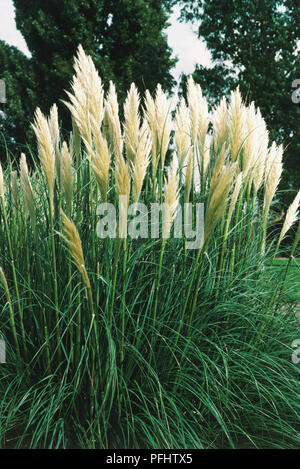 Le foglie e i fiori da Cortaderia selloana 'Sunningdale argento", Pampas erba, Tussock erba. Foto Stock