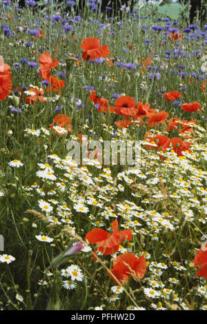 Cornfield, riempito con papaveri, mayweed, cornflowers Foto Stock