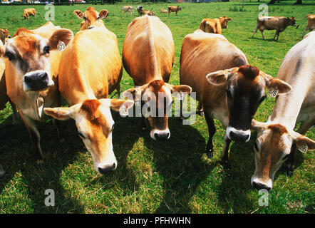 Allevamento di brown Jersey mucche al pascolo in campo, vista frontale Foto Stock