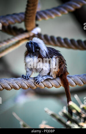 Scimmia tamarin con top in cotone seduta su corda Foto Stock