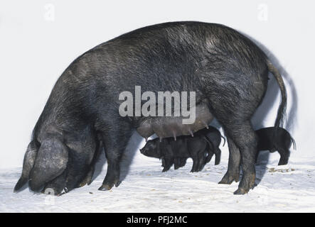 Grande Suino Nero (Sus sp.) e tre i suinetti di pascolo, vista laterale Foto Stock