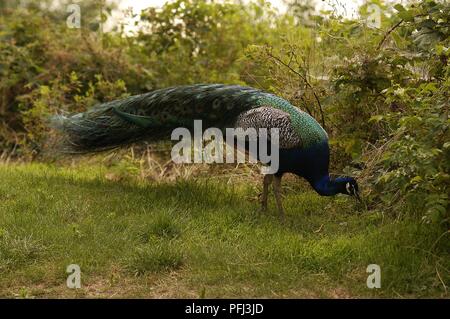 Germania Berlino, Wannsee, Pfaueninsel (Peacock Island), pavone, Coda piegata, becchettare in erba Foto Stock