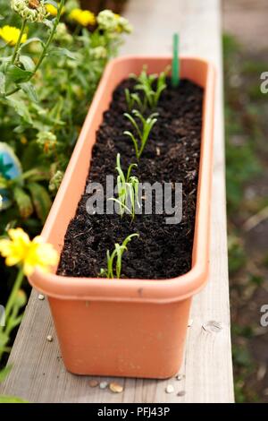 Spinacia oleracea (spinaci) piantine in contenitore per piante, close-up Foto Stock