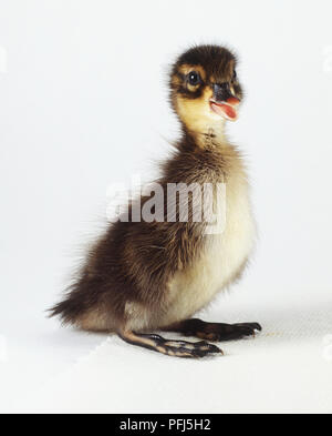 Carolina anatroccolo (Aix sponsa) Foto Stock