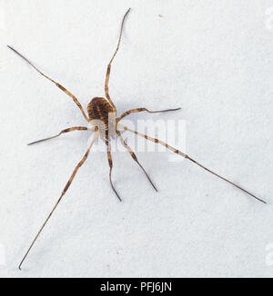 Harvestman Spider o Daddy Long-gambe (Phalangium opilio), vista da sopra Foto Stock