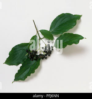 Il taglio da Cornus walteri (Walter sanguinello), che mostra le foglie e bacche nere, close-up Foto Stock