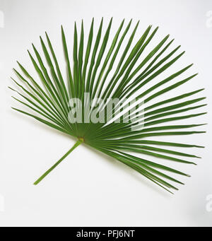 Trachycarpus fortunei, di foglie di palma Foto Stock