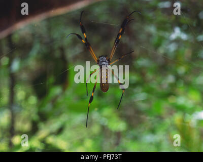 Golden Orb (Nephila sp.), crociera sul suo web. Foto Stock