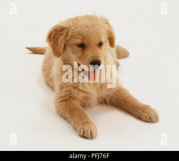 Golden Retriever cucciolo (canis familiaris) giacente sulla sua parte anteriore sul pianale, vista frontale. Foto Stock