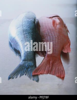 Whole raw red and silver fish on kitchen surface, rear view. Foto Stock