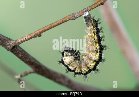 Caterpillar di piccola tartaruga (Aglais urticae), una farfalla della famiglia Nymphalidae, pronto a pupate, Svizzera Foto Stock