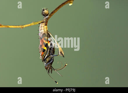 La schiusa delle piccole tartaruga (Aglais urticae), una farfalla della famiglia Nymphalidae, Svizzera Foto Stock