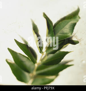 Murraya koenigii, Curry di foglie di albero, curry verde foglia rametto, sfocati gradualmente verso la parte anteriore. Foto Stock