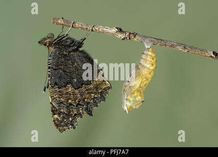 Nuovo schiuse piccola tartaruga (Aglais urticae), una farfalla della famiglia Nymphalidae, vicino alla sua esuvia, Svizzera Foto Stock
