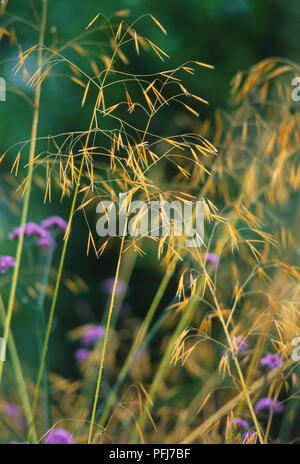 Stipa gigantea, "Prairie erba', Vicino. Foto Stock