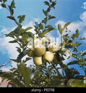 Malus sylvestris var. domestica, cluster di mela golden crescente su albero a basso angolo di visione. Foto Stock