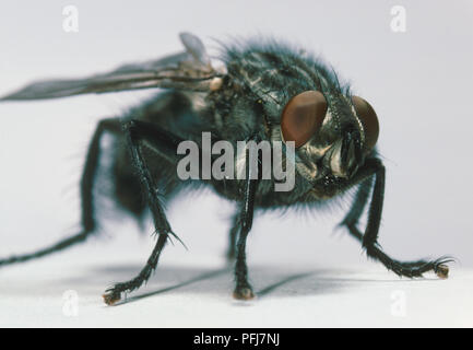 Close up (housefly Musca domestica), corpo peloso, spindly gambe e bruno rossastro occhi, vista anteriore e laterale Foto Stock
