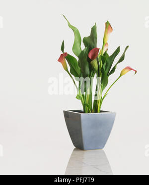 Arum Lily (Zantedeschia), con pianta a forma di tromba, rosso fiori di colore giallo e verde chiaro i gambi e lunga, curling, foglie di colore verde scuro, in pentola blu Foto Stock