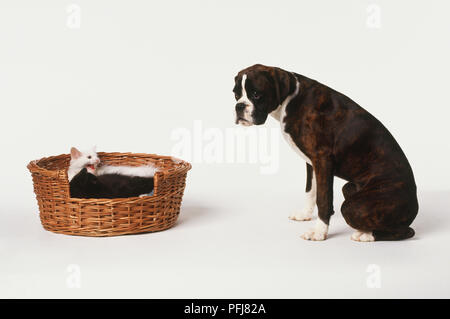 Cane Boxer (canis familiaris) seduto davanti a due gattini (Felis sylvestris catus) avvolto a ricciolo in cesto in vimini, vista laterale. Foto Stock