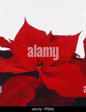 Euphorbia pulcherrima, Poinsettia, rosso vibrante delle brattee, close-up. Foto Stock