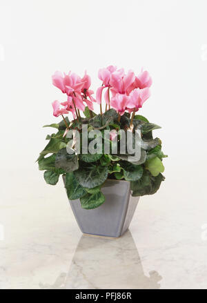 Cyclamen persicum (Ciclamino) rosa fiori e foglie verdi in ceramica pentola floreale, close-up Foto Stock