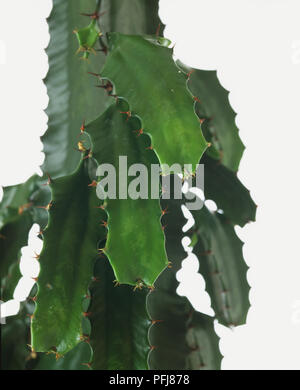 Euphorbia trigona 'Purpurea', latte africana Tree, vicino. Foto Stock